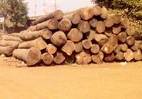 SW-003 Indian Sal Wood Logs