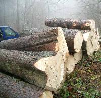 SW-005 Cheap Spruce Wood logs