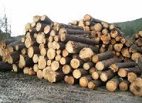 SW-010 Spruce Wood Log