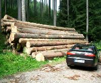 SW-011 Spruce Wood Logs