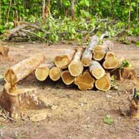 TW-012 Ghana Teak Wood Log