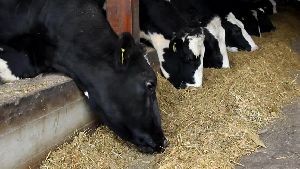 Cattle Feed