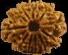 12 Mukhi Rudraksha