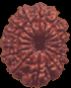 14 Mukhi Rudraksha