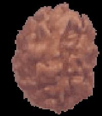 2 Mukhi Rudraksha