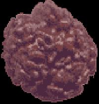 3 Mukhi Rudraksha