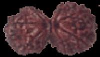 Gauri Shankar Rudraksha