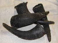 Buffalo Horn