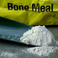 bone meal powder