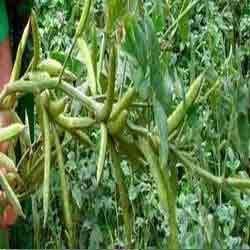 Guar Gum Beans