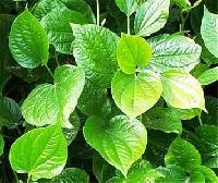 Betel Leaves