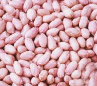 Groundnut Kernels