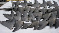 Shark Fins