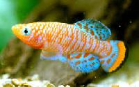 Ornamental Fish