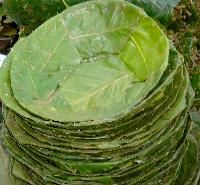 Natural Leaf Plates