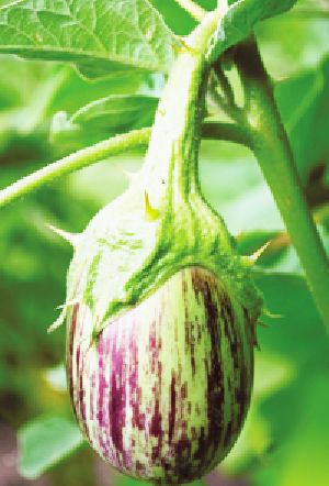 Hybrid Brinjal