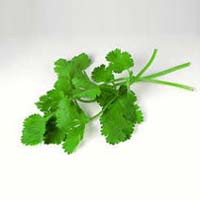 Fresh Coriander Leaves