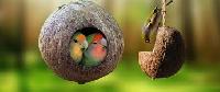 coconut shell bird house