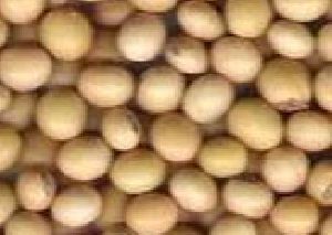 Soybean Seed (NON GMO)