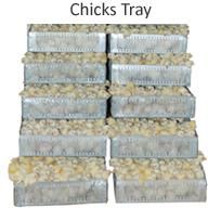 Chicks Tray