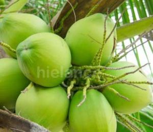 Fresh Tender Coconut