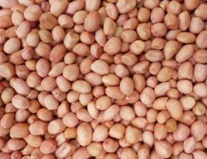 Java Groundnut Kernels