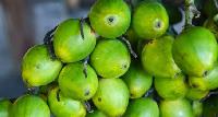Green Areca nut