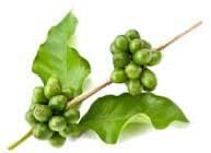 Green Coffee Extract