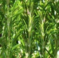 Rosemary Aromatherapy Oil