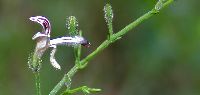 Andrographis Paniculata