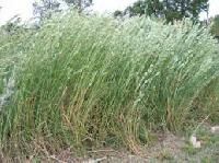 Broom Grass