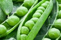 Fresh Green Peas