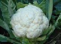 Fresh Cauliflower