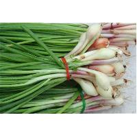 Fresh Spring Onion