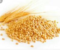Chakki wheat