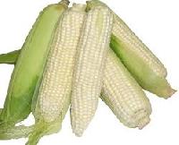 Whole White Corn