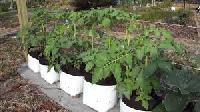 Coir Grow Bags