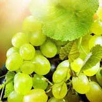 Fresh Grapes