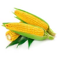 yellow sweet corn