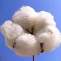 Raw Cotton