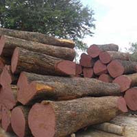 Neem Wood Logs