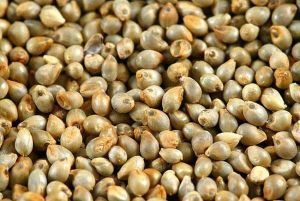 Pearl Millet Seeds