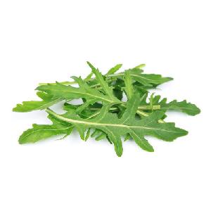 Fresh Arugula Leaves