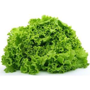 Fresh Green Lettuce