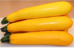 Fresh Yellow Zucchini