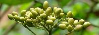 Neem Fruits