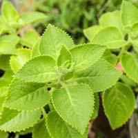 coleus medicinal plant