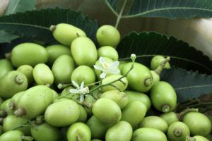 Neem Fruits