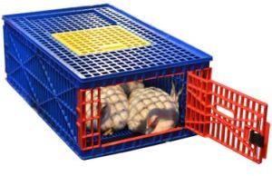 Poultry Cages