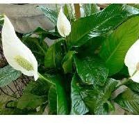 Spathiphyllum Plants